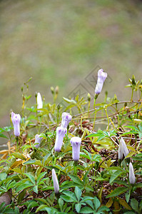 晨光的花朵花瓣蓝色番薯植物植物学团体园艺花园地面植物群图片