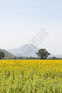 向日葵田文化农场蓝色蜜蜂农业天空场地阳光草地季节图片