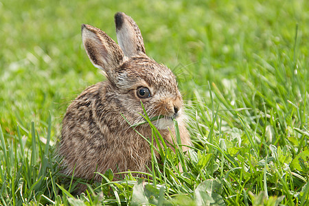 小母兔乡村手表棕色野兔野生动物绿色荒野耳朵天兔兔子背景图片