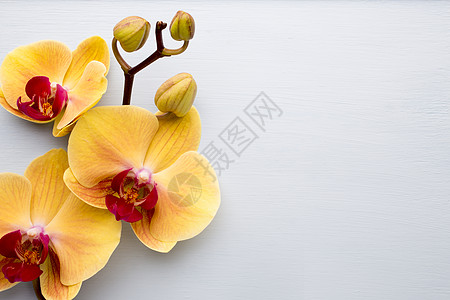 黄兰花场景花朵粉色对象温泉花瓣植物兰花黄色热带图片