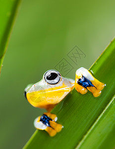 青蛙在叶子上 背景多彩动物群蹼状绿色捕食者野生动物热带两栖橙子动物宠物图片