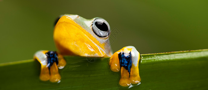 青蛙在叶子上 背景多彩蹼状宠物橙子动物群捕食者动物热带两栖野生动物绿色图片