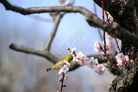春季日本白眼和梅花开花图片