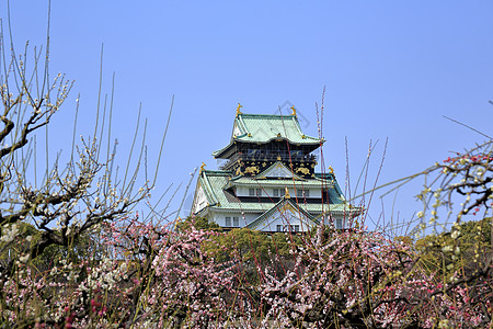 大阪城堡和梅花花胜地旅游蓝天梅花图片