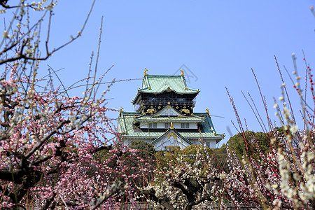 大阪城堡和梅花花蓝天胜地旅游梅花图片