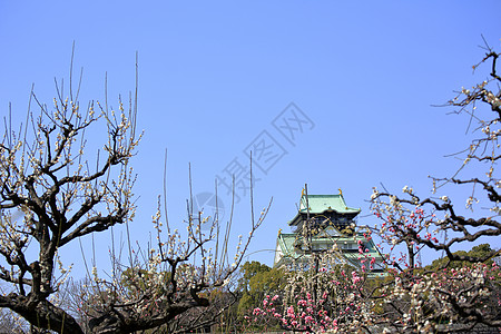 大阪城堡和梅花花蓝天旅游胜地梅花图片