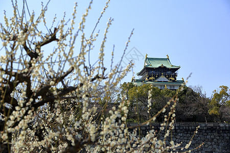 大阪城堡和梅花花旅游蓝天梅花胜地图片