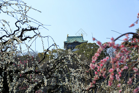 大阪城堡和梅花花蓝天梅花胜地旅游图片