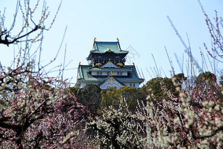 大阪城堡和梅花花蓝天梅花胜地旅游图片