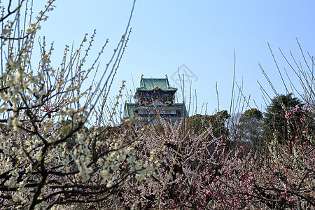 大阪城堡和梅花花旅游梅花胜地蓝天图片