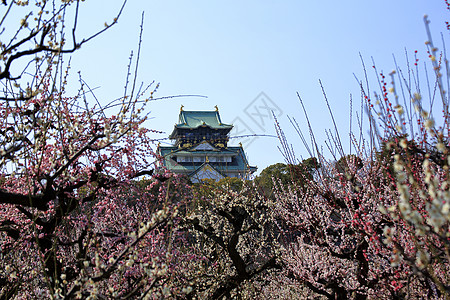 大阪城堡和梅花花梅花蓝天旅游胜地图片
