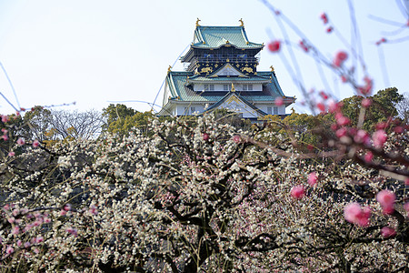 大阪城堡和梅花花蓝天梅花旅游胜地图片