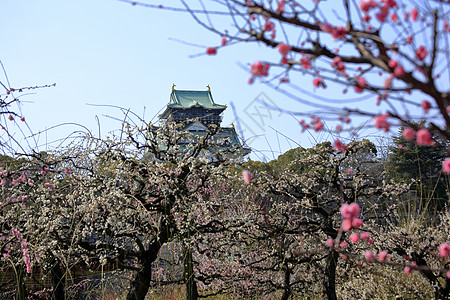 大阪城堡和梅花花胜地旅游蓝天梅花图片