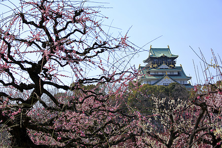 大阪城堡和梅花花胜地梅花旅游蓝天图片