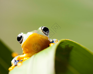 以多彩背景为背景的绿树青蛙热带丛林两栖隐藏好奇心情调宠物宏观树蛙绿色图片