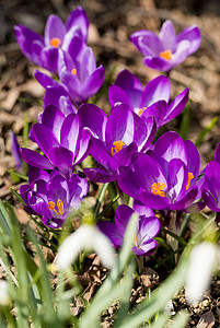 初春花在花园园艺中生长叶子季节宏观地面紫色花瓣场地红花植物背景图片
