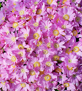 粉色菊花雏菊花瓣圆圈色彩画幅花头自然花朵花束植物图片