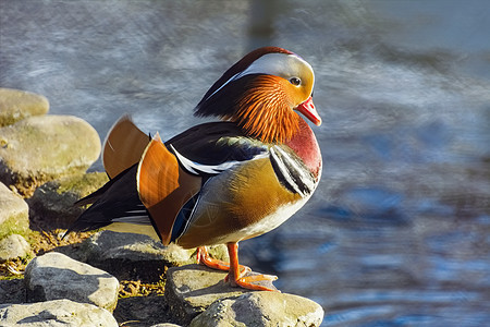 普通达林鸭荒野鸟类野生动物鸳鸯石头鸭子动物群羽毛环境图片