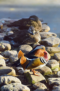 普通达林鸭动物群环境鸳鸯羽毛荒野鸭子野生动物石头鸟类图片