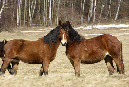两匹马机会照片二合一背景图片