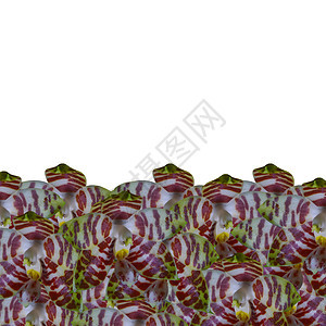 蓝皮书美丽植物展示植物学花瓣热带红色兰花图片