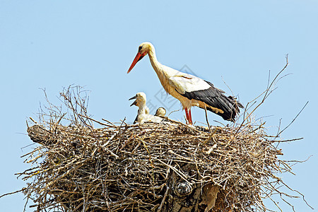 怀着幼小婴儿的白鹤在巢中图片