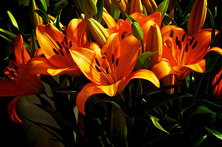 橙丽绿色花束花瓣花园叶子花卉家族橙子球根植物图片