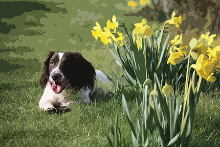 一只可爱的春天西班牙人 在一些黄色水仙花旁边小狗国家白色耳朵小狗狗英语宠物猎犬花朵农村图片