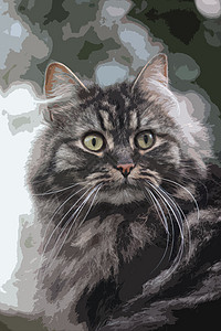 可爱的长长长长长头发棕褐色黑小猫咪长长白色虎斑头发棕色晶须森林眼睛背景小猫猫咪图片