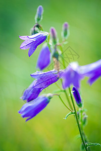 夏日草原上的野生花朵花瓣野花植物学风铃圆叶花束美丽生长蓝色植物图片