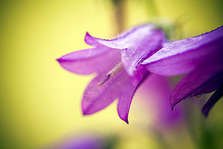 夏日草原上的野生花朵植物学植物圆叶紫色宏观生长花瓣蓝色植物群美丽图片
