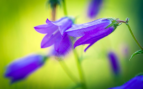 夏日草原上的野生花朵生长植物群风铃荒野野花花束圆叶蓝色紫色植物图片