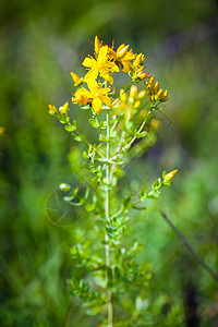 黄色圣约翰花上绿色的采草机穿孔花瓣叶子昆虫野生动物野花草本植物宏观麦汁生物图片