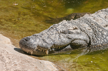 睡着的尼罗河鳄鱼图片