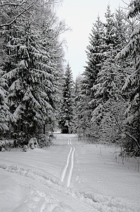 林中新降雪的第二天图片