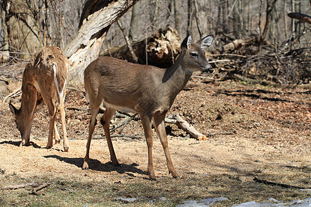 白尾鹿哺乳动物野生动物毛皮白色鹿角耳朵场地尾巴树木荒野图片
