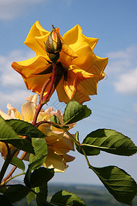 黄玫瑰玫瑰蓝色农业蔷薇花园黄色植物学天空背景图片