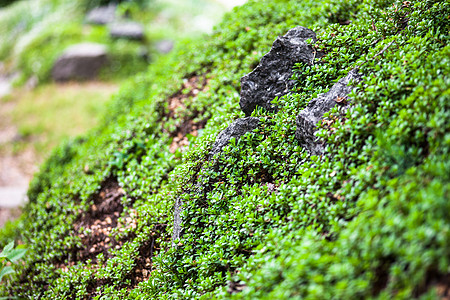 将植被推到绿色的山坡上山腰绿化岩石公园园艺花坛杂草爬坡植物季节图片