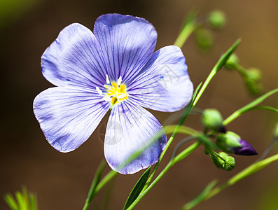 蓝麻花花生长亚麻场地植物野花雌蕊荒野花瓣季节天蓝色图片