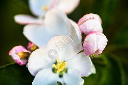 梨树上紧贴着那朵鲜花花瓣雌蕊宏观阳光季节果树小枝叶子植物植物群图片