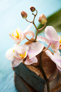 美丽的兰花 新鲜的有机概念粉色热带女王花朵花瓣展示植物装饰花束礼物背景图片