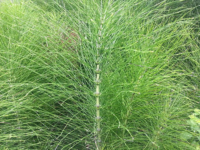 木贼蕨图片