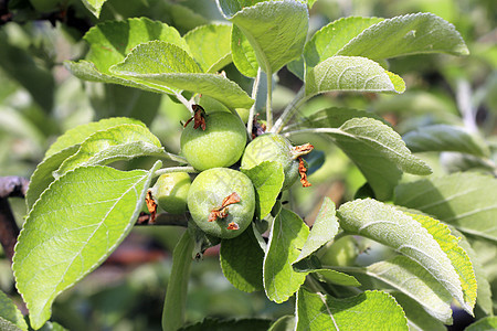 绿苹果和红苹果挂在树上农场生长农业绿色花园收成叶子食物水果季节图片