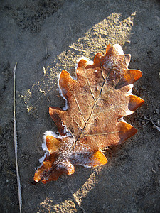 冰冷的橡树叶落下雪植物群草地植物学天气季节植物环境地面橡木森林图片