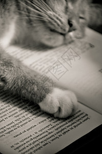 甜甜猫在读书知识成套毛皮出版物猫科工具小猫动物工作室图书馆图片