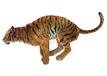 老虎野猫哺乳动物条纹猎人毛皮猫科动物白色橙子动物荒野图片