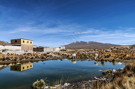 辽阔的大草原秘鲁高地湖 秘鲁阿雷基帕背景