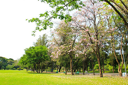 绿色城市公园季节课程邻里叶子天空木头美丽森林城市草地图片