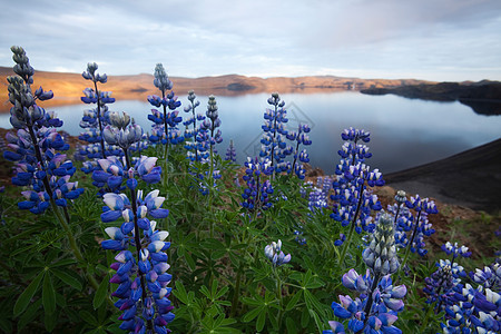 冰岛鲜花 闪亮多彩的生动主题土地草地农村植物国家美丽野花蓝色花瓣生长图片