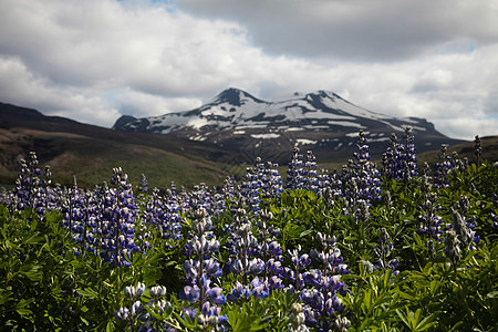 冰岛鲜花 闪亮多彩的生动主题晴天生长种子草原植物场地叶子草地花瓣牧场图片